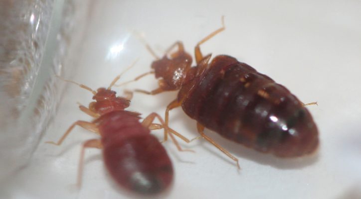 Bed bug control in MA, ME, and NH