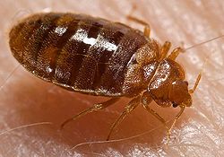 Don't Let the Bed Bugs Bite!