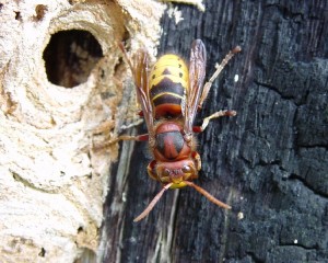 European Hornet