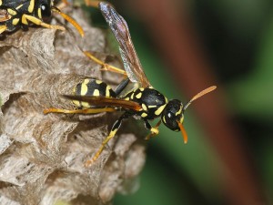Wasp in Nest