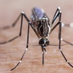 Mosquito biting