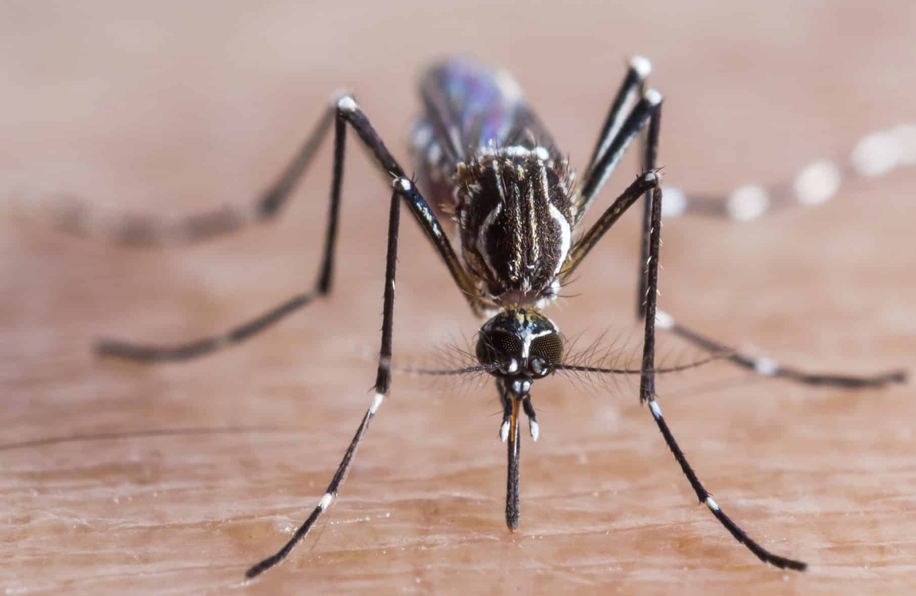 Mosquito biting