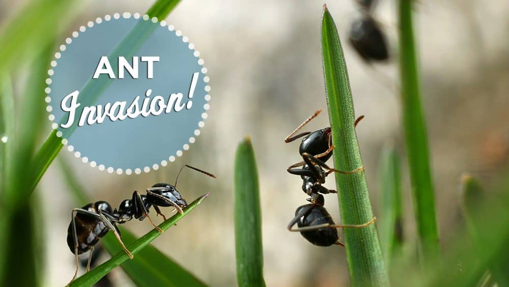 Ant Invasion