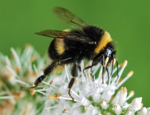 Bumblebee