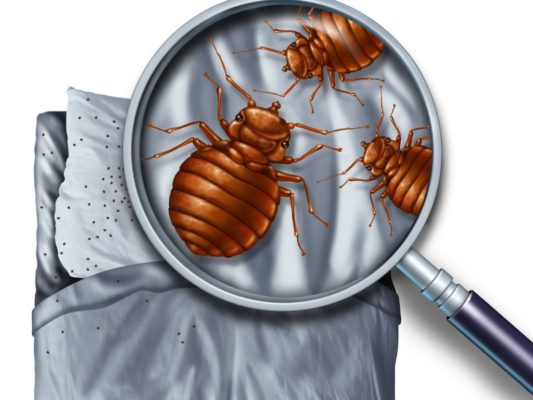 bed bug graphic