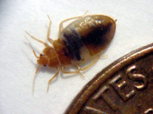 Bed Bug next to penny