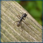 Carpenter Ant Black Carpenter Ant on Wood