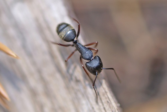 Carpenter Ant Carpenter Ant on Wood