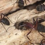 Carpenter ant infestation in wood