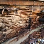Carpenter ant damage