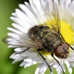 Cluster fly on daisy