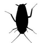 cockroach_icon_cropped