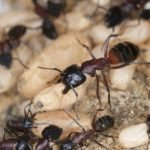Swarm of carpenter ants show the difference between them and termites.