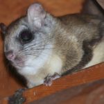 Flying Squirrel in Attic