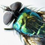 Green Bottle Fly
