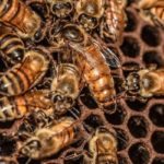 HoneybeesandQueen