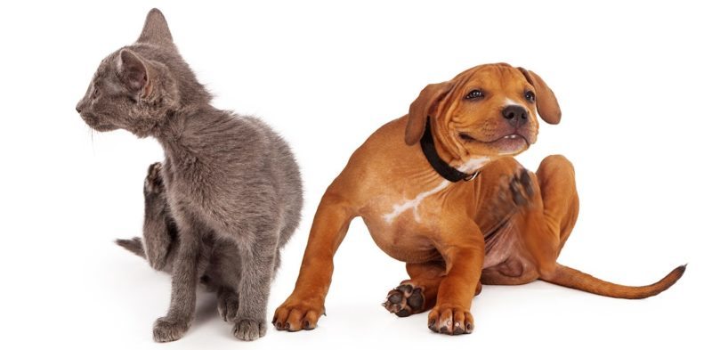 A small kitten and puppy sitting together on a white background and scratching