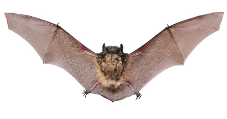 small brown bat shown as example for exclusion and pest removal. 