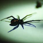 black widow