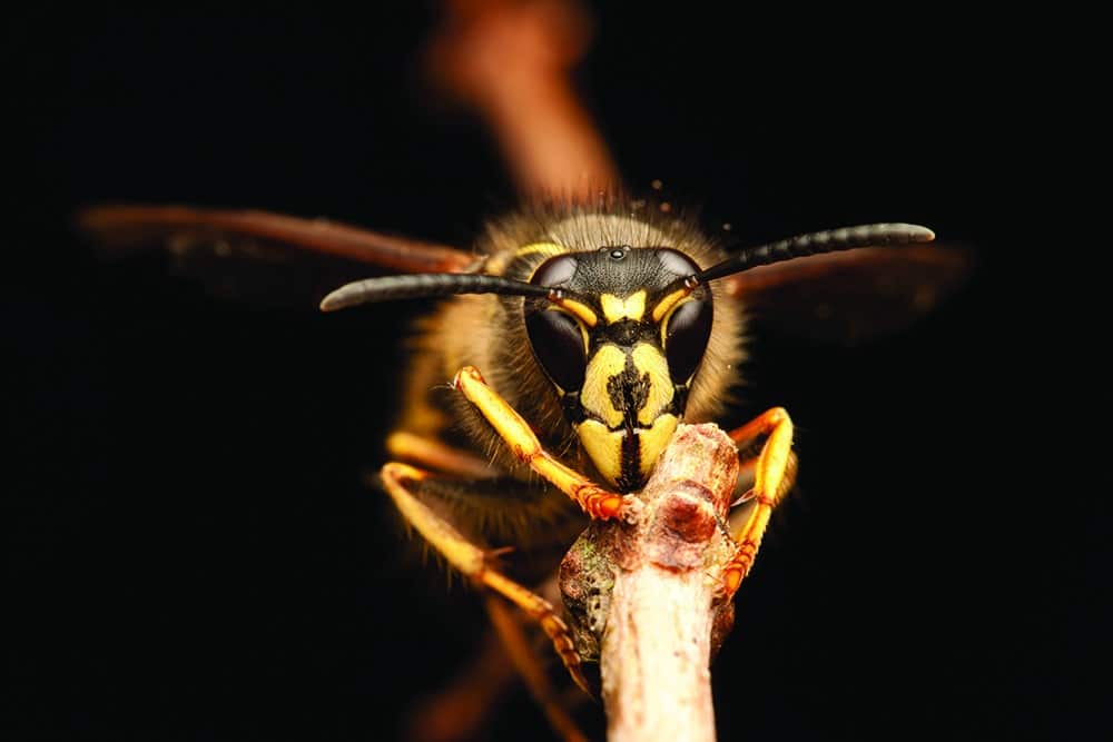 Yellow Jacket