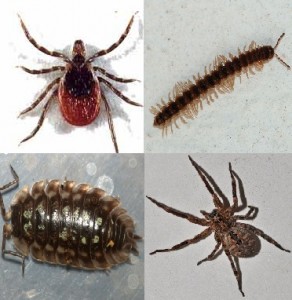 Pests Multiple Pest Crawlers