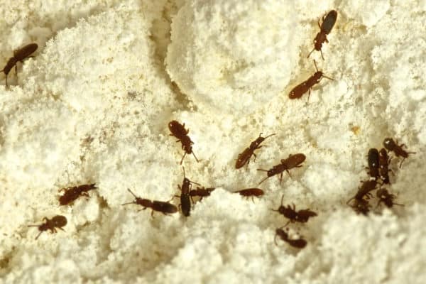 Sawtooth grain beetles