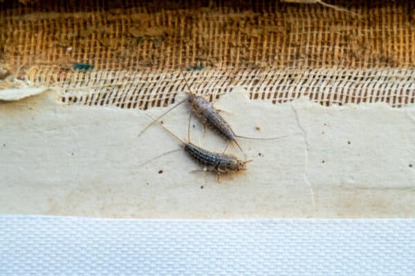 Two silverfish