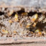 Super Termites may be making their way north to Maine