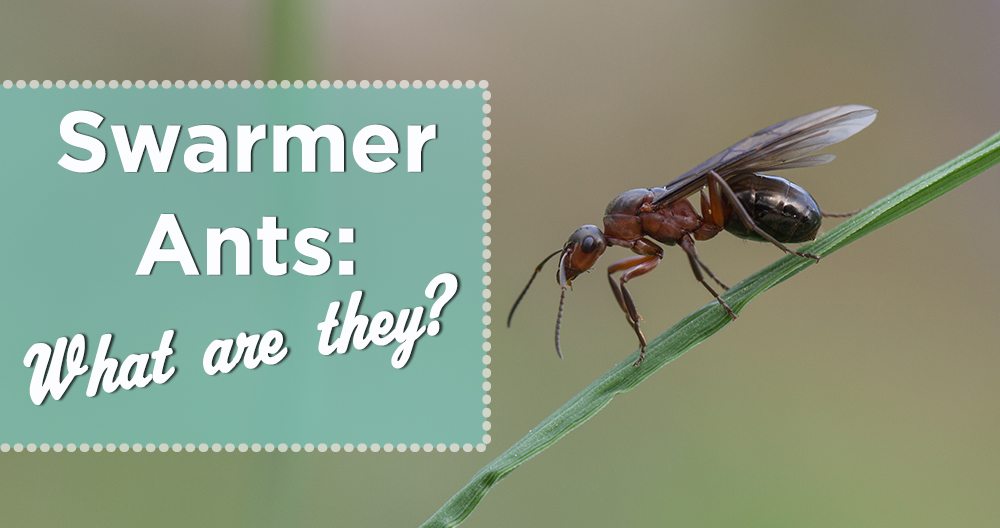 Swarmer ants