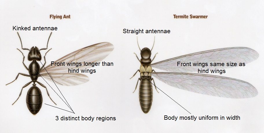 Termite-vs-Ant Termite vs. Ant