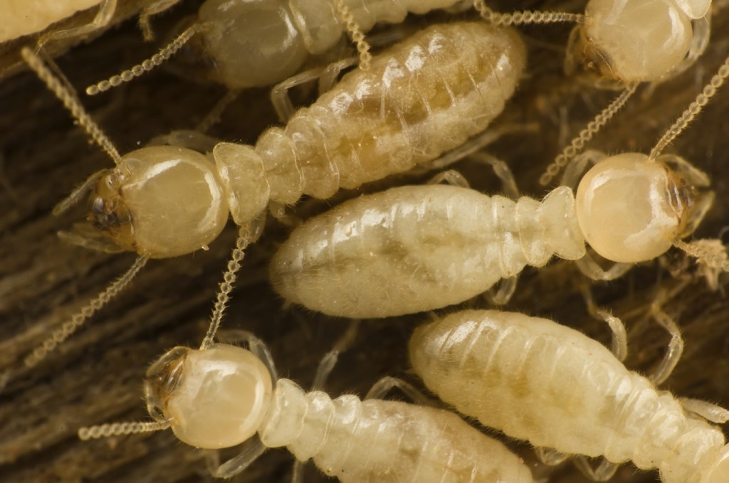 Termite Cluster Close Up