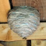 wasp-nest-14553484_l