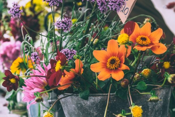 Natural Pest Control for Your Garden