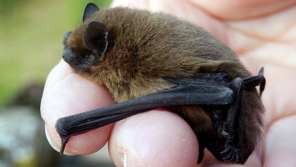 bat in hand