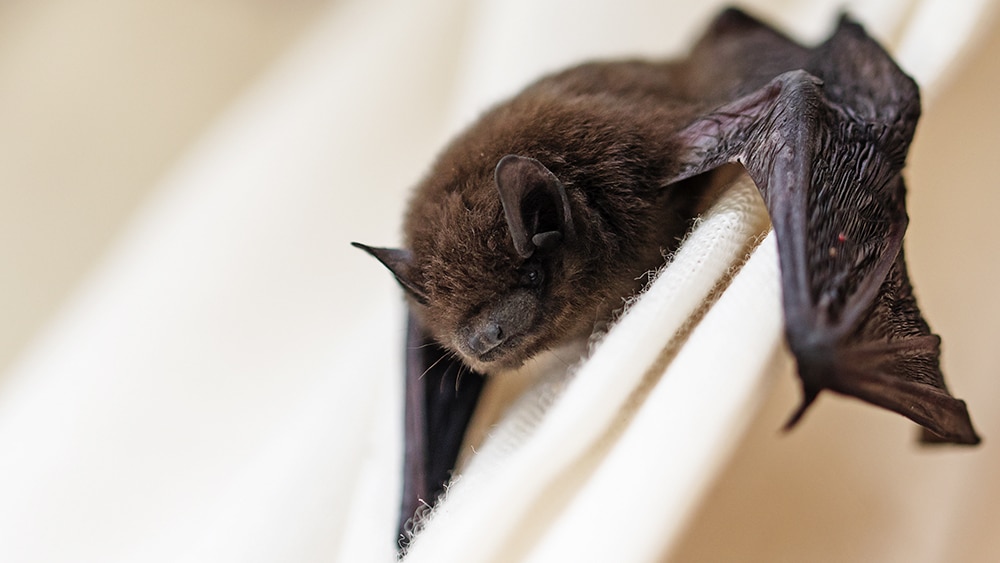 BAT