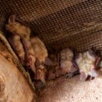 bats in attic