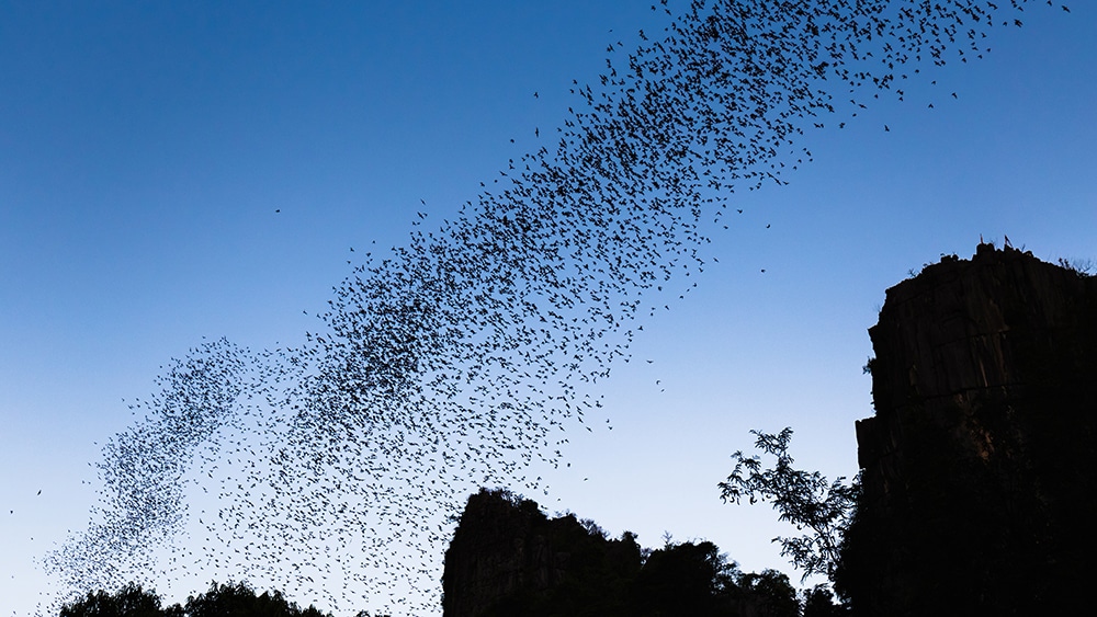 Bats flying in a swarm