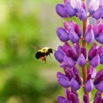 Bee at flower