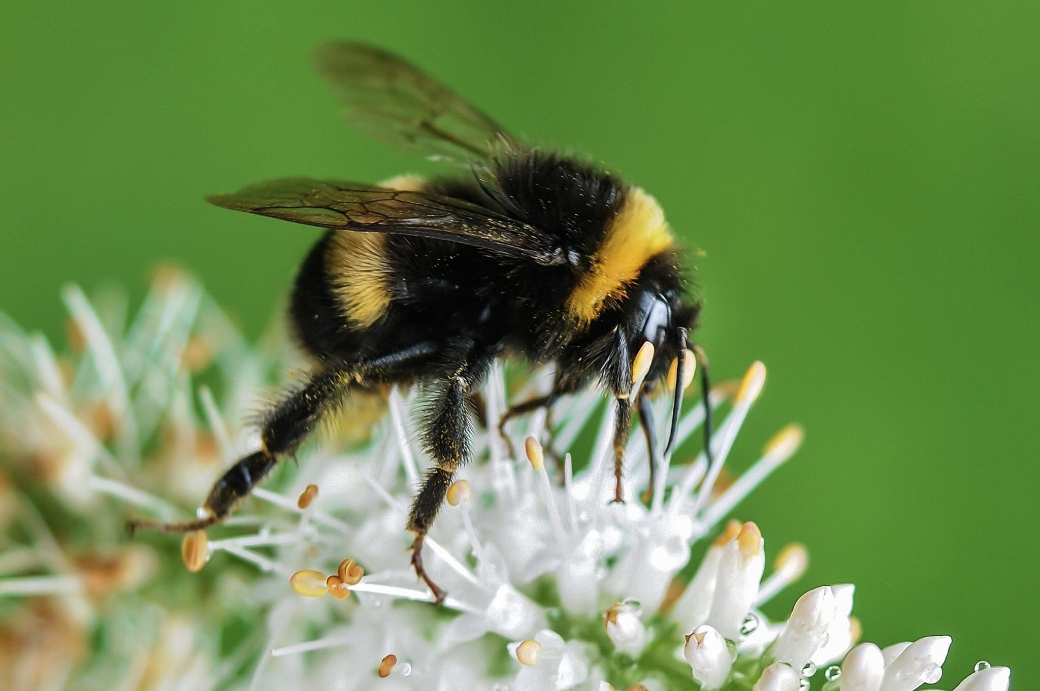 honey bee