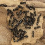 Carpenter Ants