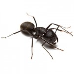 carpenter_ant_200 Carpenter Ant
