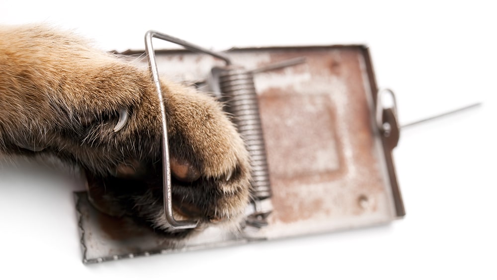 Cat paw in a mousetrap on a white background.