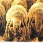 Dust Mite