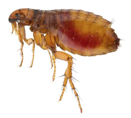 10 Freaky Flea Facts