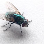 Fly
