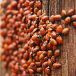ladybug swarm over the tree