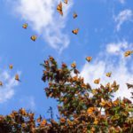 Monarch Butterflies