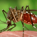 mosquito-problems