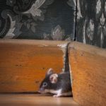 Mouse crawling through hole in wall in home