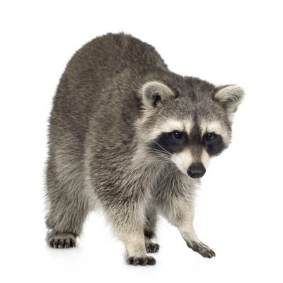 Raccoon identification for animal control in ME, MA, and NH